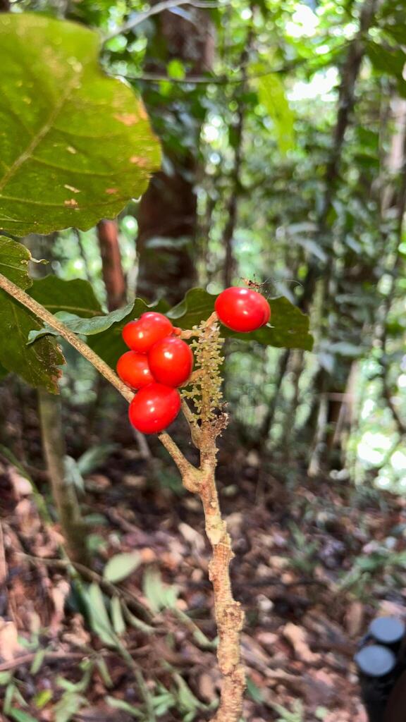 Lepisanthes senegalensis (Lepisanthes senegalensis)