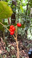 False aralia (Aphania)