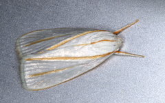 Cryptophasa flavolineata