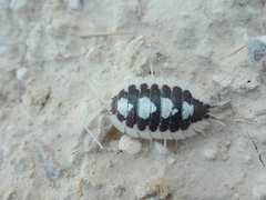 Porcellio expansus