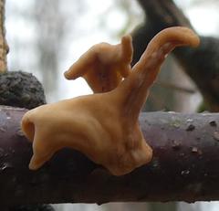 Macrotyphula contorta