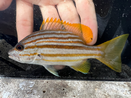 Dusky-striped sea-perch (Lutjanus carponotatus) — Lutjanidae — 3