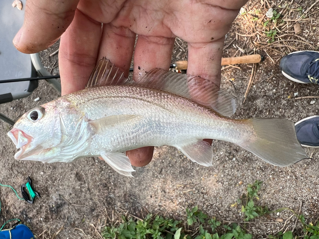 Borneo croaker (Johnius borneensis) — Sciaenidae