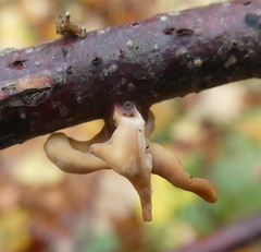 Macrotyphula contorta