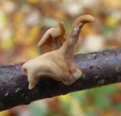 Macrotyphula contorta