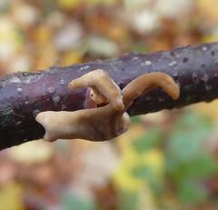 Macrotyphula contorta