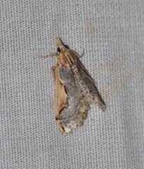Loxostege albiceralis