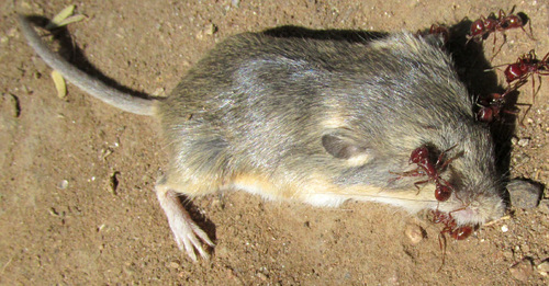 Silky Pocket Mouse (Perognathus flavus)