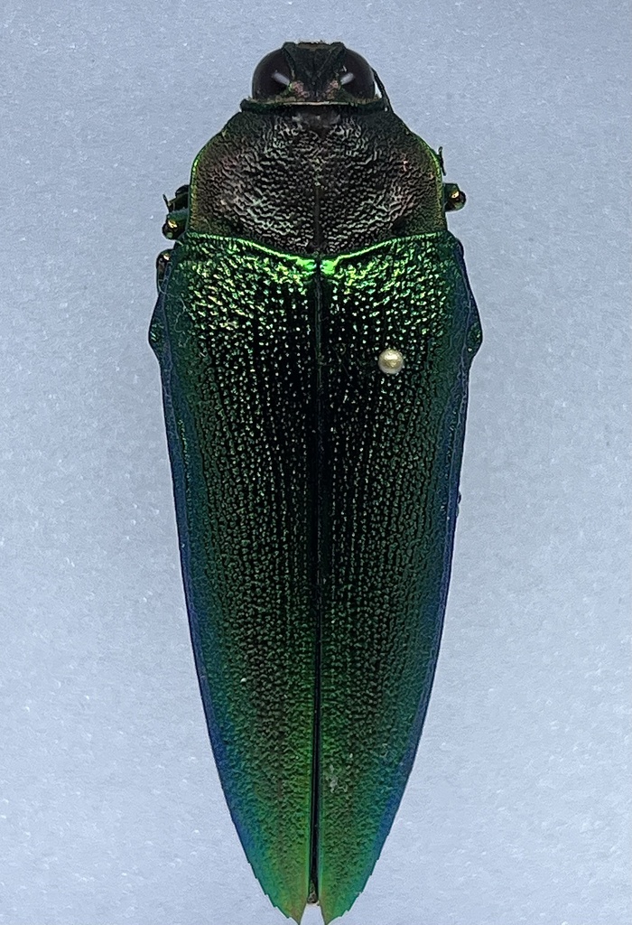 Chrysaspis aurovittata