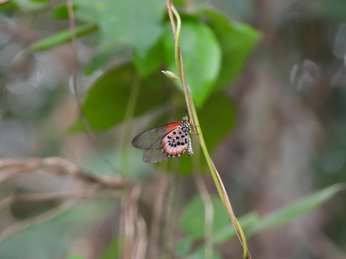 Acraea lia