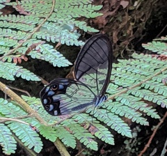 Pseudohaetera hypaesia