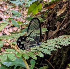 Pseudohaetera hypaesia