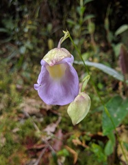 Orchidioides