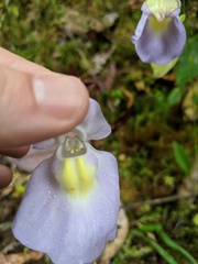 Orchidioides