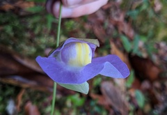 Orchidioides