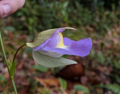 Orchidioides