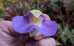 Orchidioides
