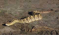 Crotalus mictlantecuhtli