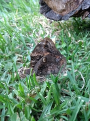Opsiphanes invirae