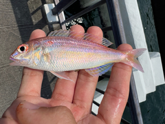 Red Filament Threadfin Bream photo 3
