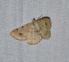 Frederickia flaviterminata