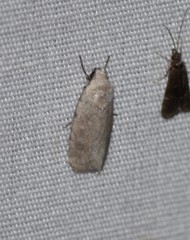 Leucocnemis perfundis