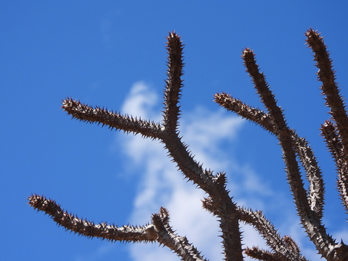 Pachypodium baronii
