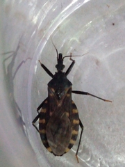 Triatoma infestans