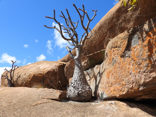 Pachypodium baronii