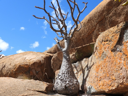 Pachypodium baronii