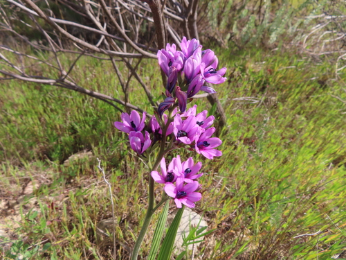 Babiana purpurea