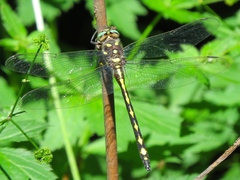 Cordulegaster obliqua