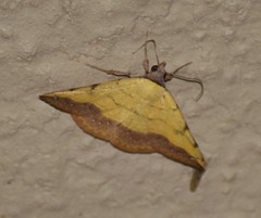 Hemeroplanis floccalis