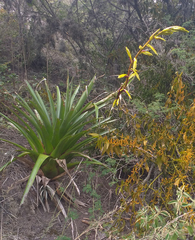 Tillandsia lajensis