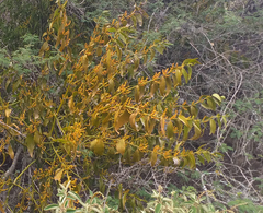 Phoradendron nervosum