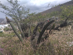 Borzicactus sepium