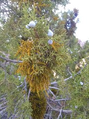 Phoradendron juniperinum