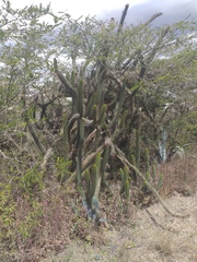 Borzicactus sepium