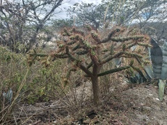 Opuntia aequatorialis