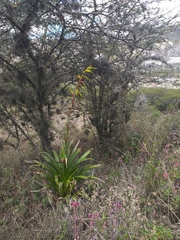 Tillandsia lajensis