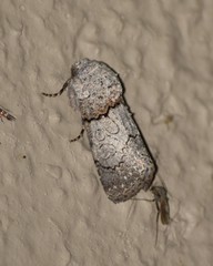 Sympistis perscripta