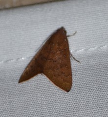 Anomis illita