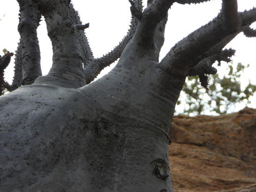 Pachypodium baronii