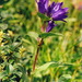 Clustered Bellflower - Photo (c) José María Escolano, some rights reserved (CC BY-NC-SA)