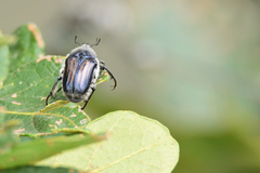 Ischnoscelis hoepfneri