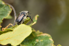 Ischnoscelis hoepfneri