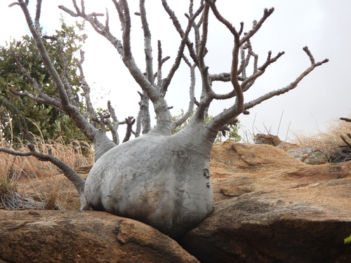 Pachypodium baronii