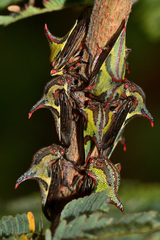 Umbonia crassicornis
