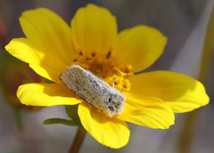 Xanthothrix ranunculi