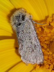 Xanthothrix ranunculi